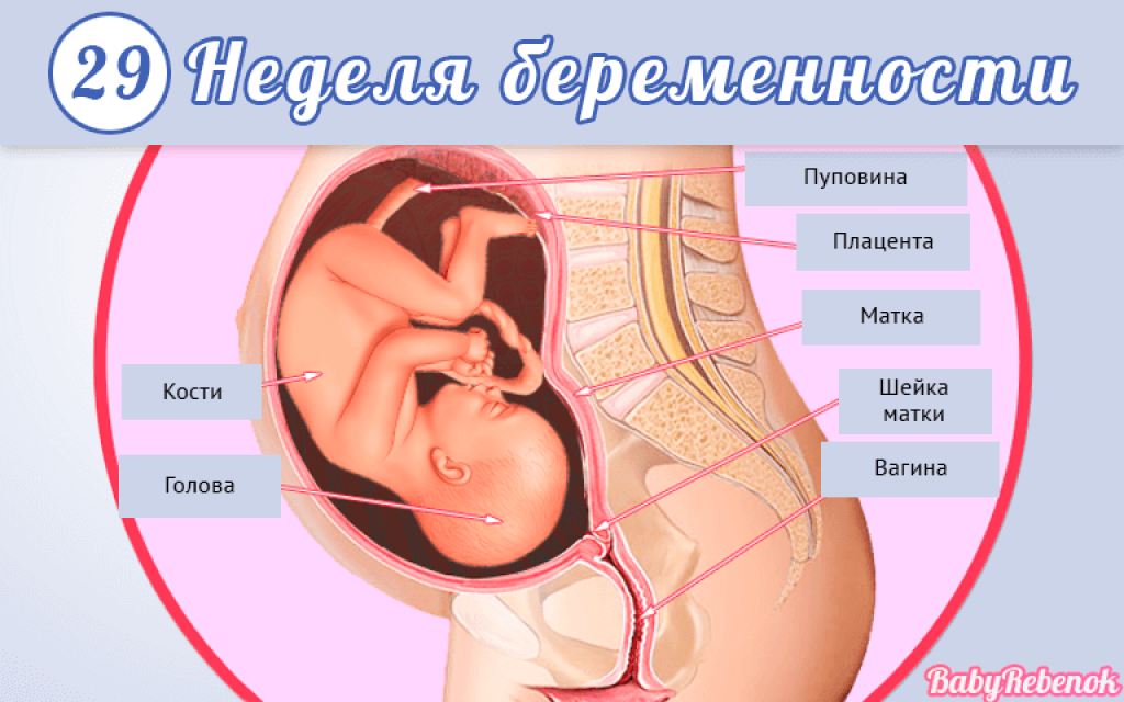 30 неделя беременности. календарь беременности   | материнство - беременность, роды, питание, воспитание