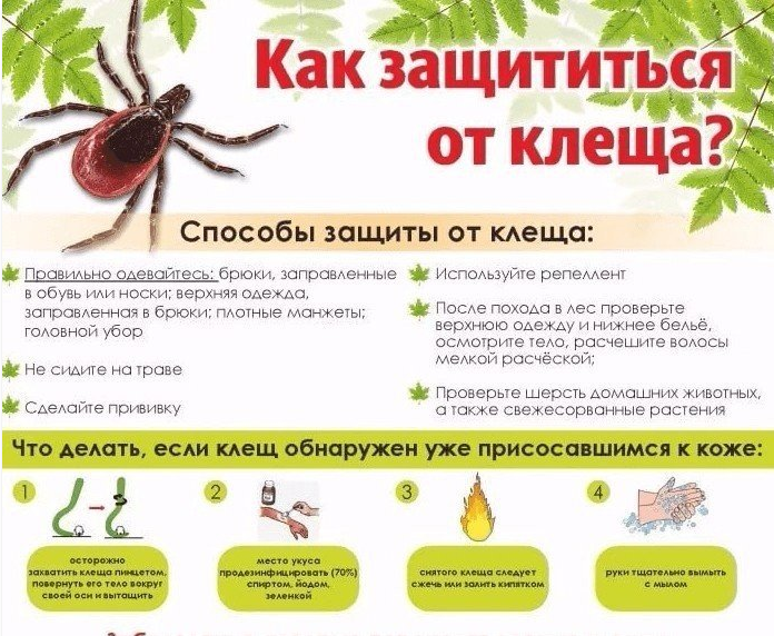 Меры защиты от клещей: подробная инструкция