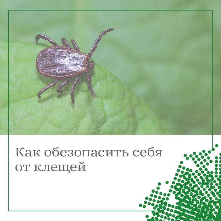Профилактика укуса клеща (7-мь способов защиты)