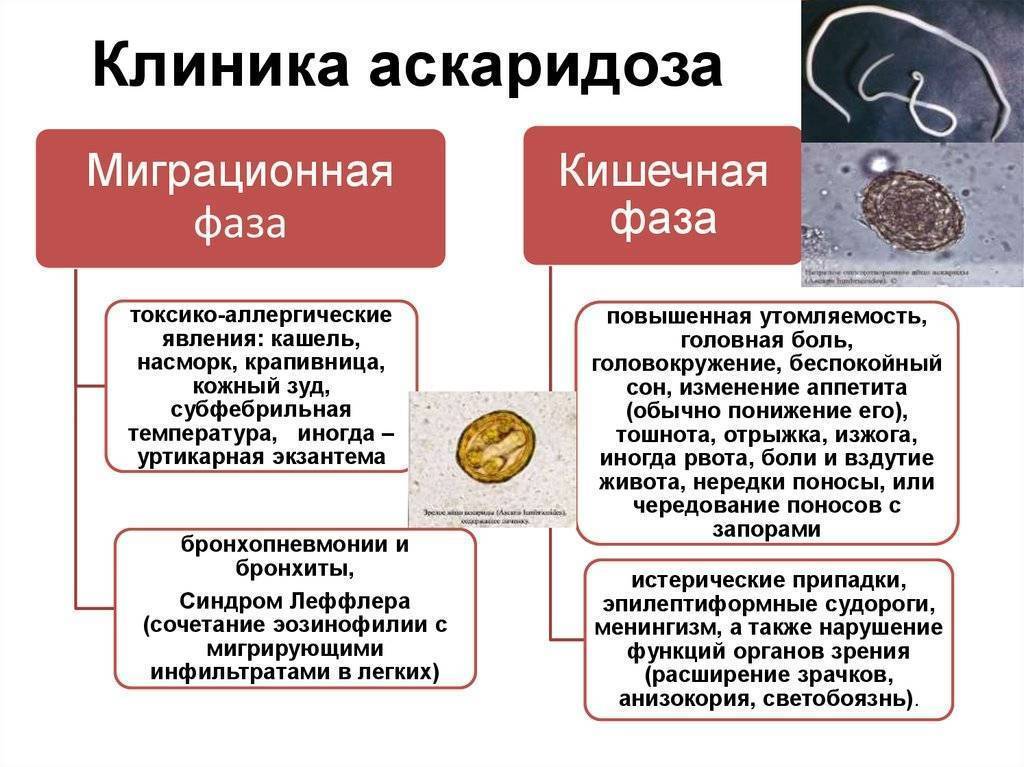 Глисты у детей: как обнаружить и вывести паразитов