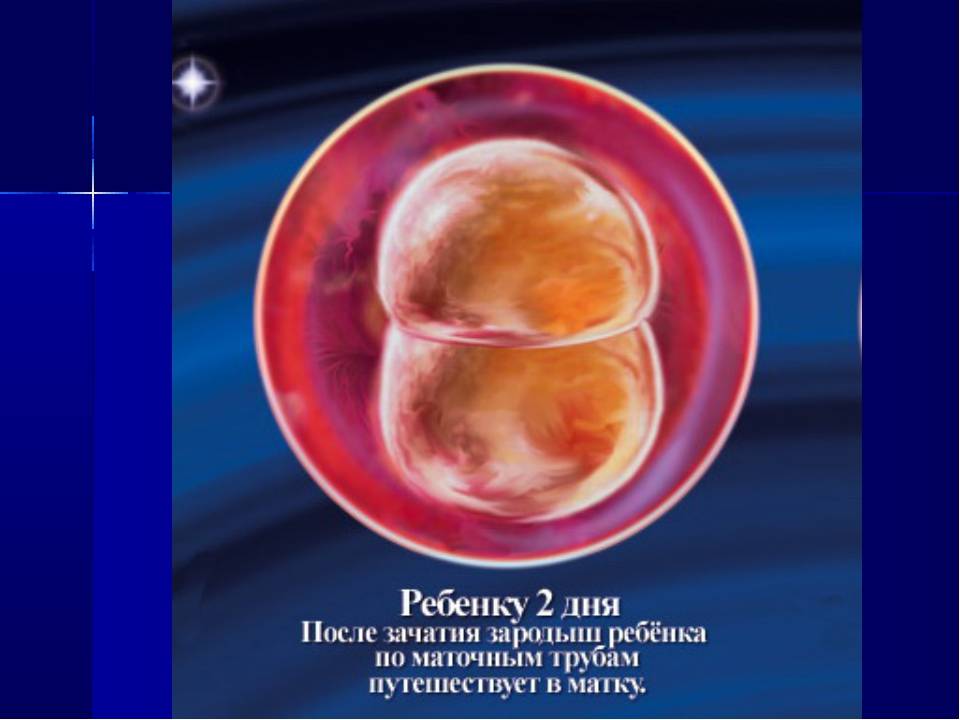 Эмбрион 10 день