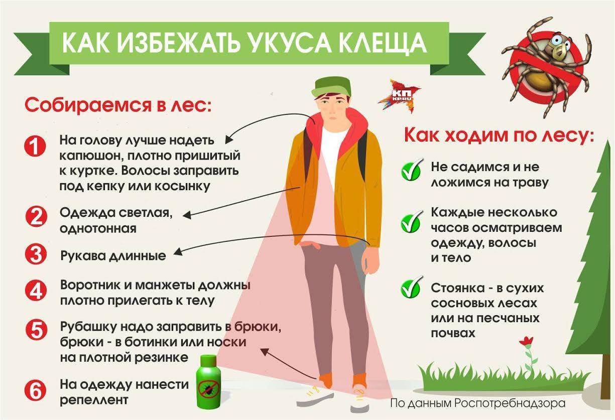 Как защититься от клещей: 7 практических советов - дом