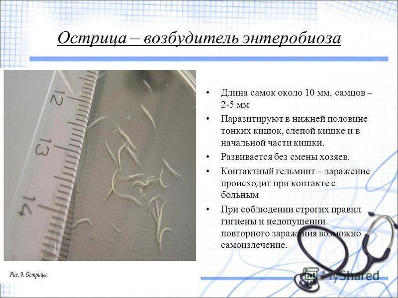 Острицы при беременности и при грудном вскармливании (гв), энтеробиоз у женщин, симптомы и лечение народными средствами, что делать?