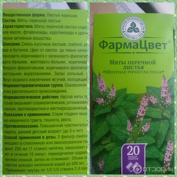 Мята при беременности: польза и противопоказания на разных сроках, рецепты чая