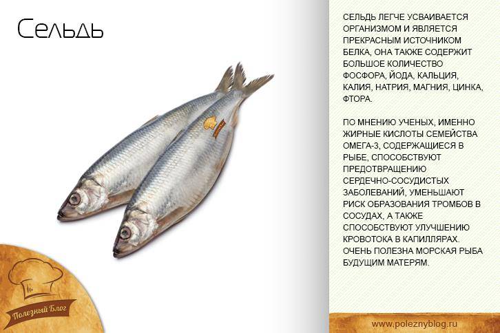 Соленая рыба при грудном вскармливании: польза и вред продукта, можно ли употреблять его при гв и с какого месяца, а также когда разрешается давать ребенку?