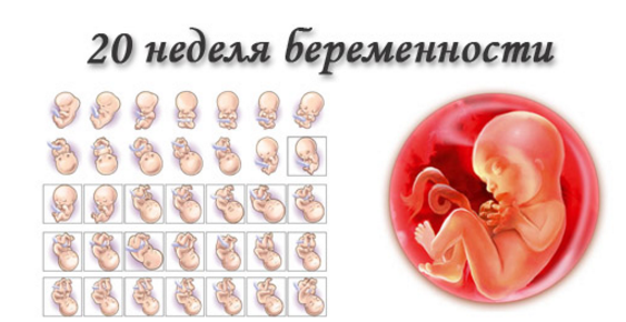 20 неделя беременности: что происходит с ребенком, размер живота и плода, шевеления и вес ребенка, фото узи / mama66.ru
