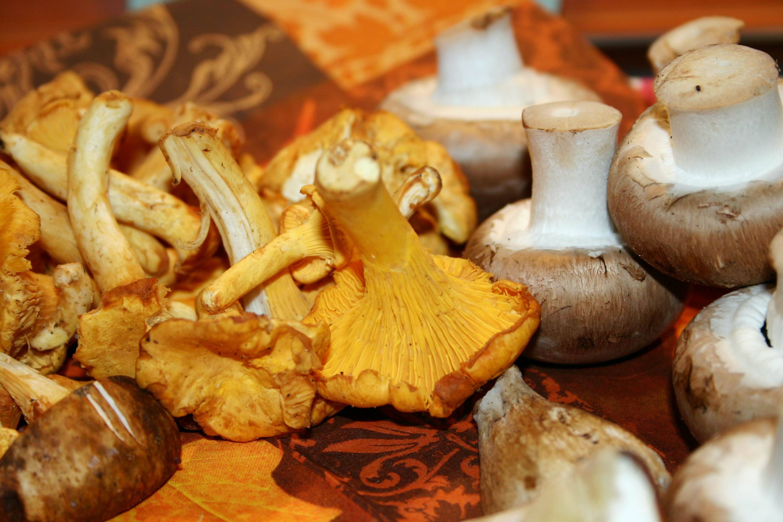 Можно ли грибы при грудном вскармливании: шампиньоны, маринованные