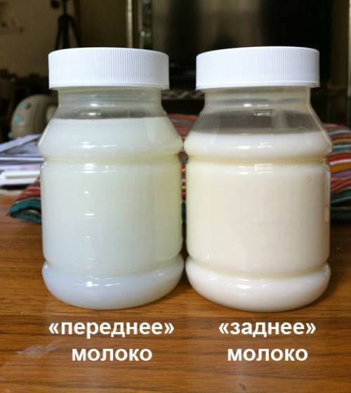 Чем отличаются переднее и заднее молоко?