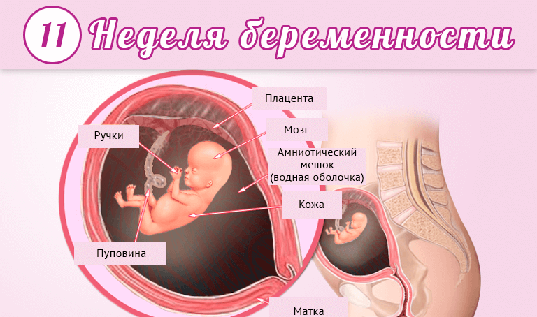 13 неделя беременности: ощущения, признаки, развитие плода