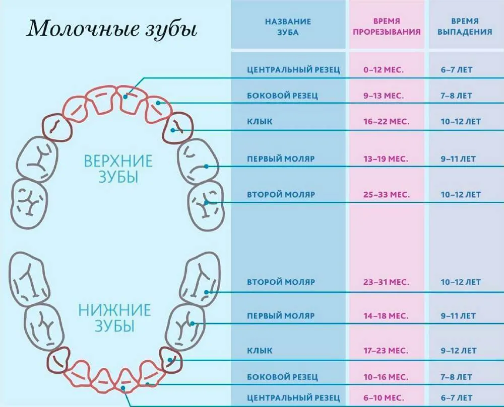 Схема прорезывания молочных зубов у детей до года