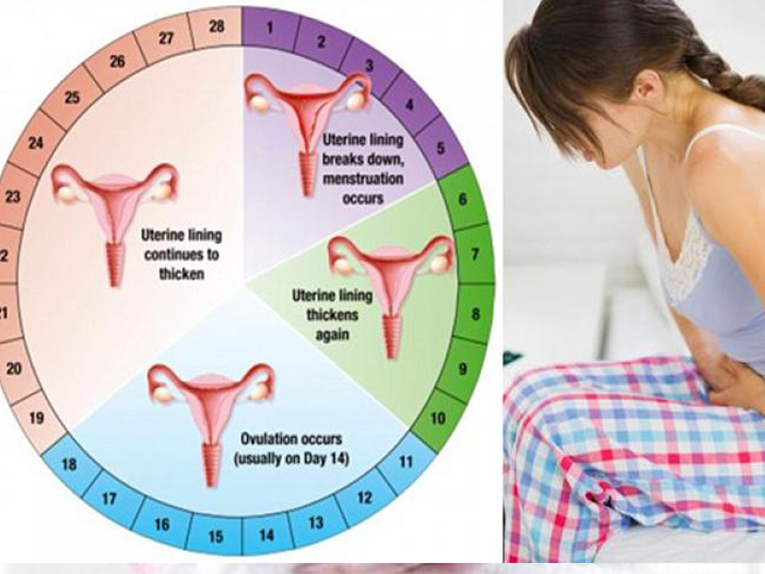 Можно ли собороваться во время месячных. Когда начинается менструация. Дни менструального цикла. Цикл месячных. Месячные овуляция цикл.