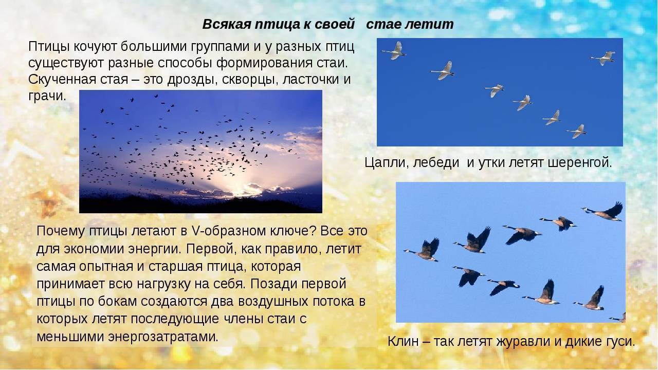 Способность птиц летать всегда. Причины перелета птиц. Почему птицы летают. Как летают птицы. Почему птицы летят стаями.