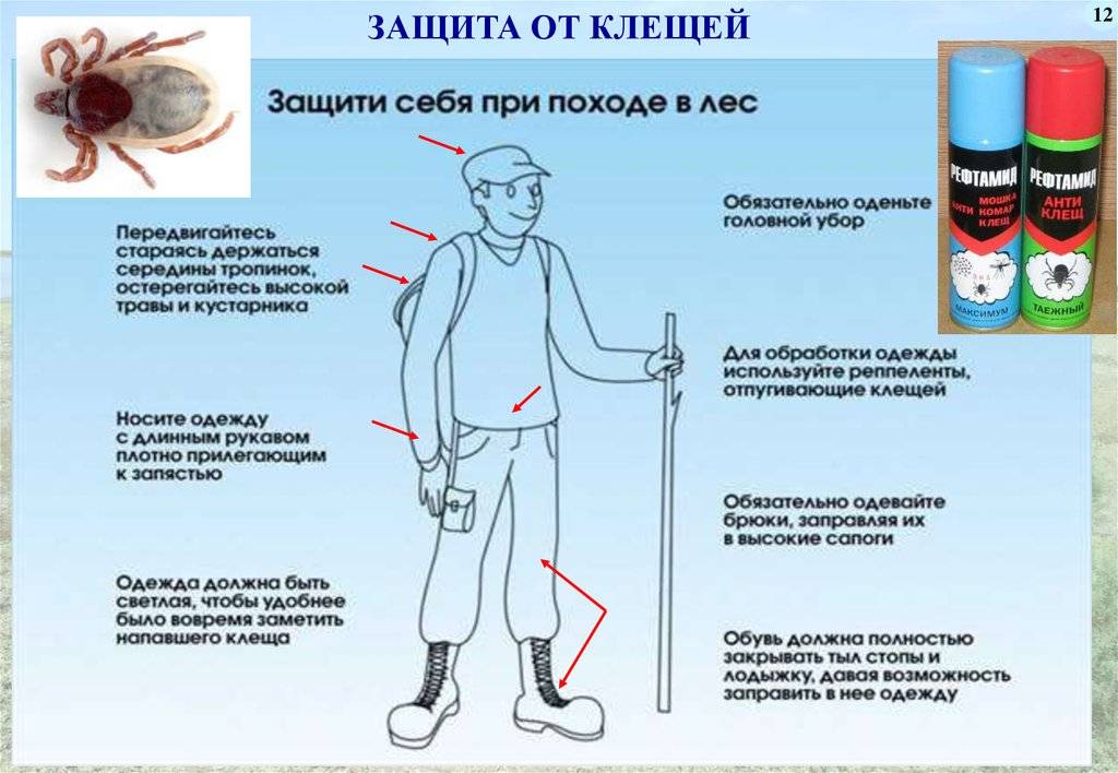 Защита от клещей: как выбрать средства защиты от клещей для человека