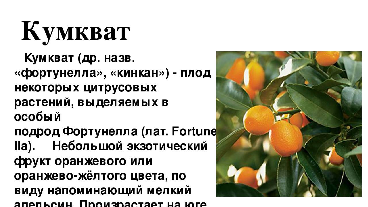 Кумкват - польза и вред, состав, калорийность, содержание полезных веществ. как едят кумкват, рецепты