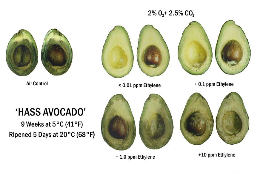 Почему нельзя авокадо. Степень зрелости авокадо Хасс. Авокадо Тип плода. Авокадо анатомия. Строение зародыша авокадо.