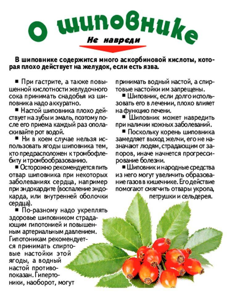 Сироп шиповника — целебное лакомство