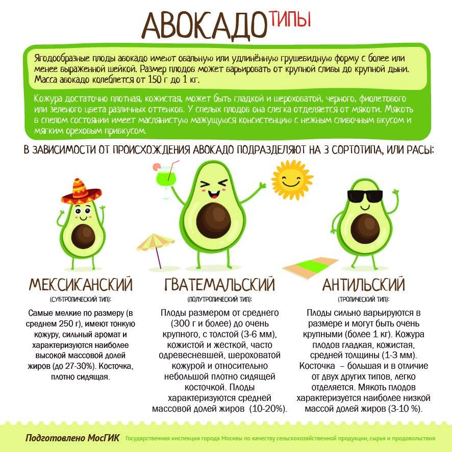 Авокадо: польза и вред для организма женщины, мужчины, детей, при беременности | народная медицина