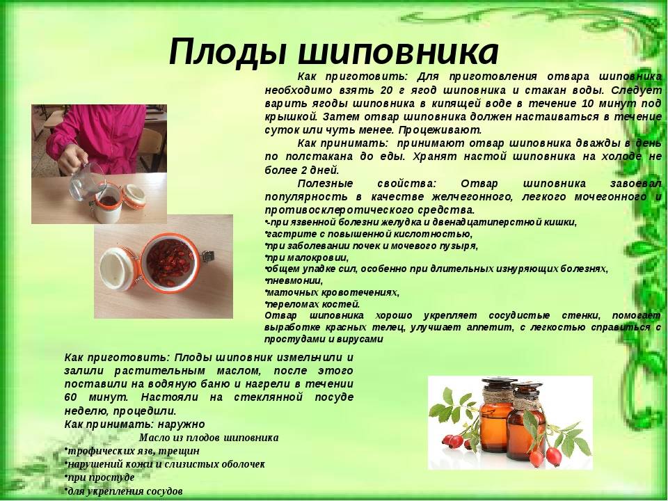 Отвар шиповника для детей: польза, вред и рецепт приготовления