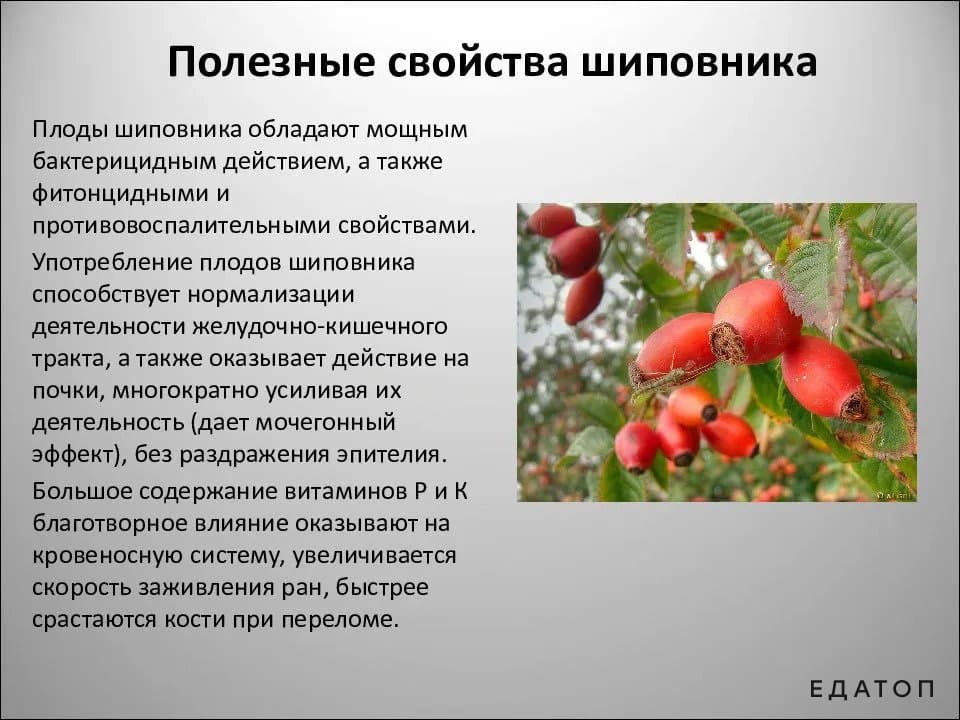 Полезные свойства и правила употребления шиповника при гв, можно ли пить