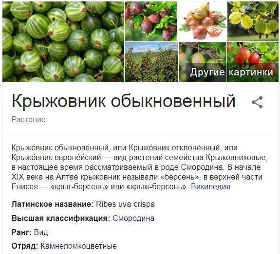 Питание кормящей мамы: что можно есть при грудном вскармливании