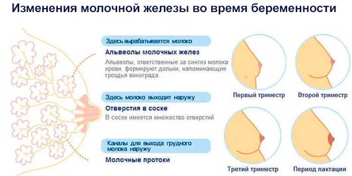 Молозиво во время беременности