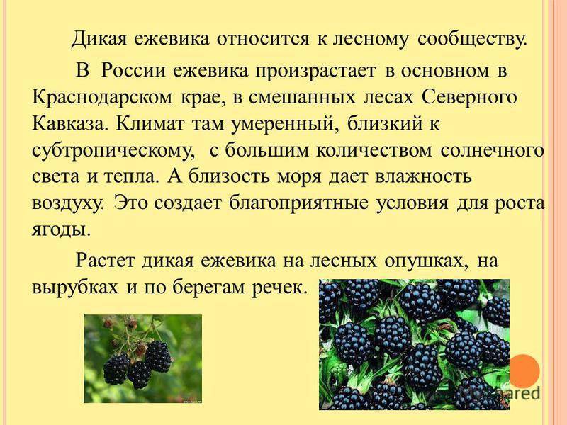 Первый фруктовый прикорм - с чего начать, как правильно вводить и сколько давать  - agulife.ru