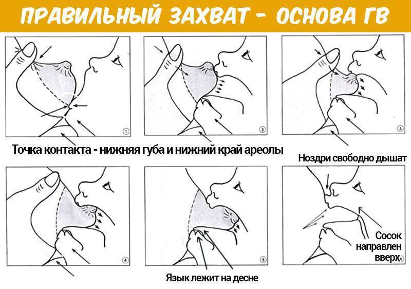 Как приложить ребенка к груди - agulife.ru