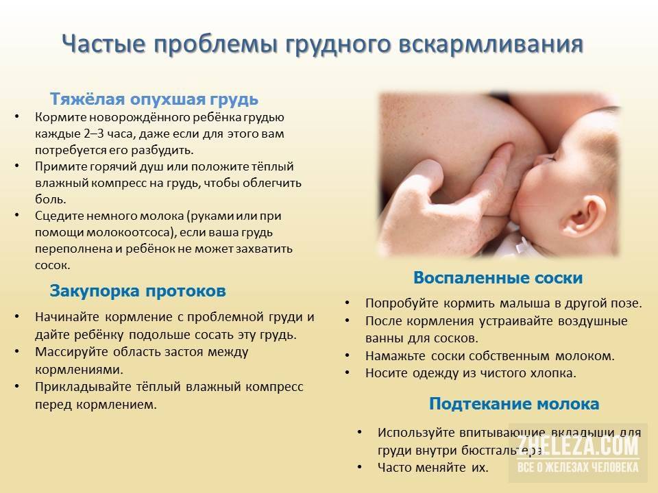 Как подготовить грудь к кормлению ребенка: во время беременности и при лактации