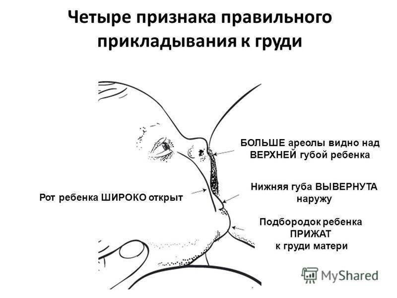 Период лактации: правильная подготовка груди к кормлению | parnas42.ru