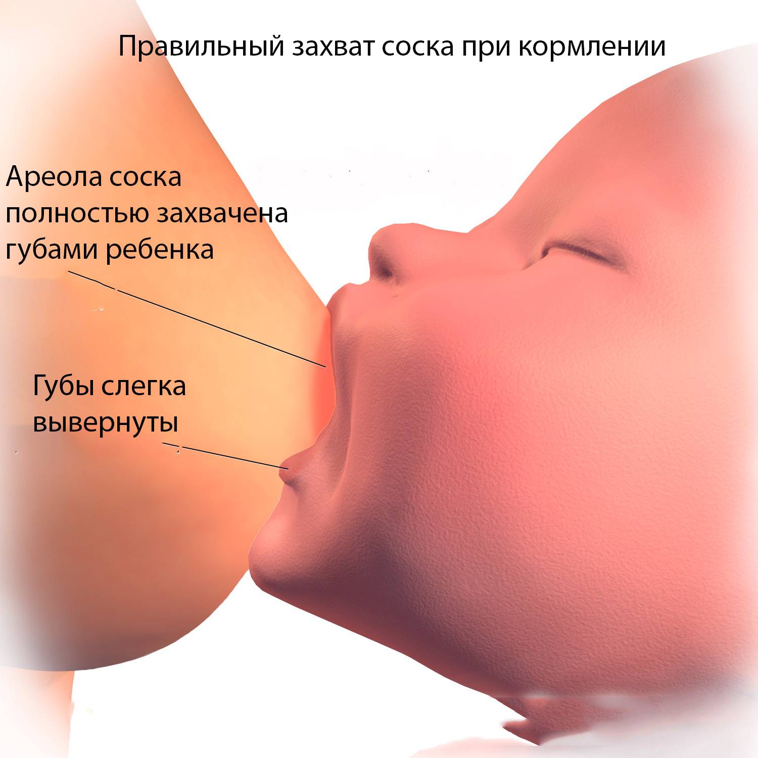 Грудное вскармливание: польза для новорожденного, правила и ограничения лактации