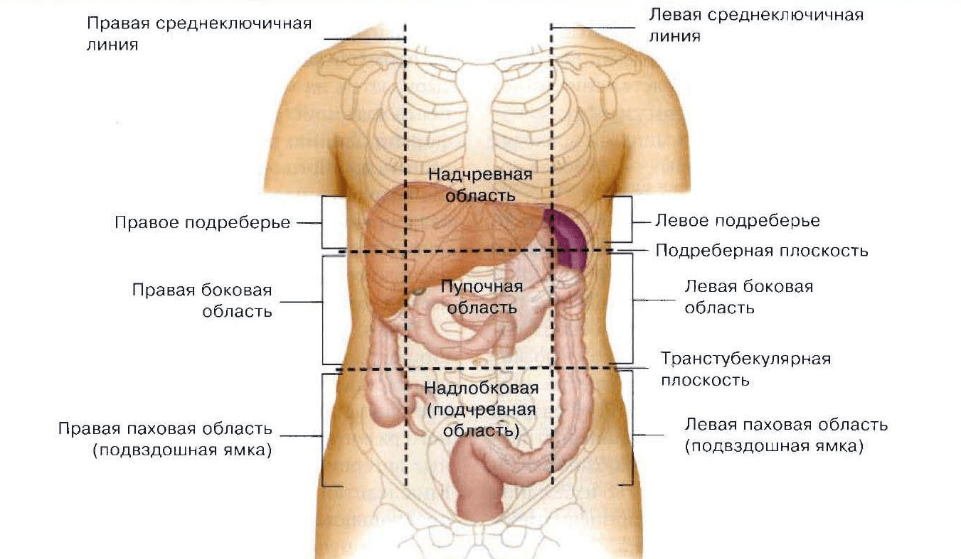 Колики левый бок живота. Что находится под правом ребром спереди. Болит правое подреберье справа спереди. Внутренние органы человека справа сбоку.