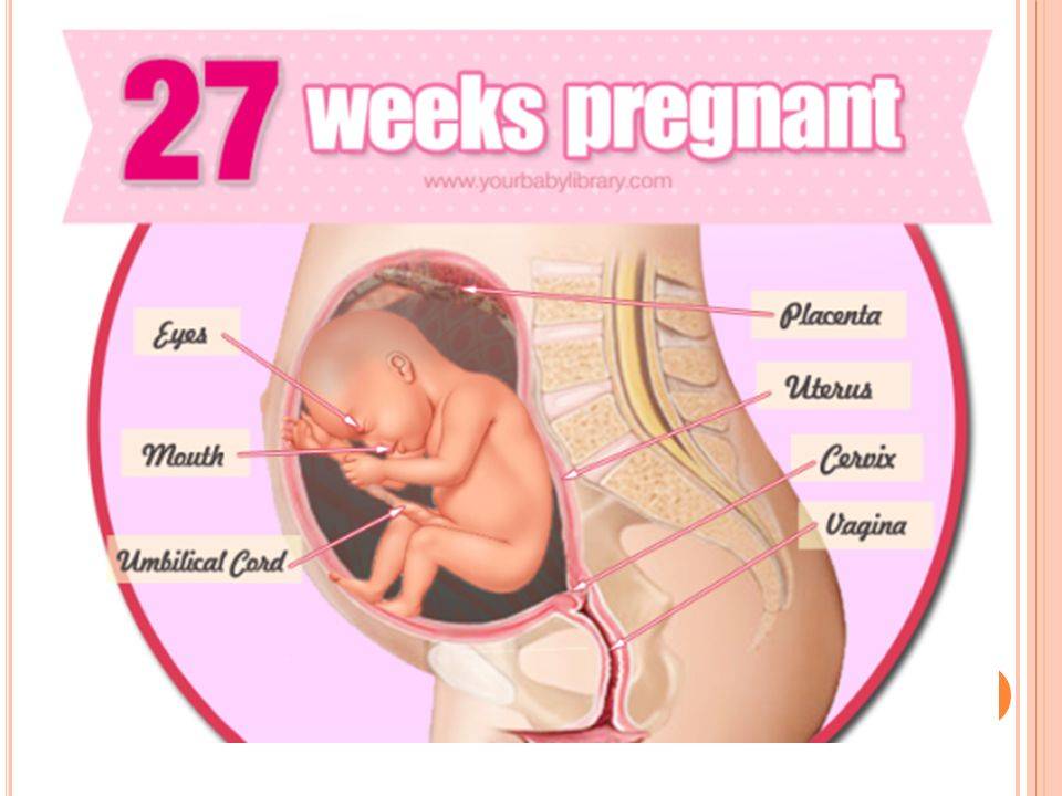 Двадцать третья неделя беременности