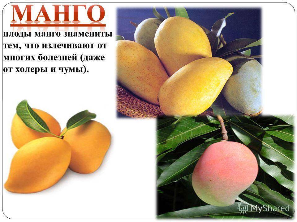 Полезные витамины манго. Манго. Манго (фрукт). Описание фрукта. Манго для презентации.