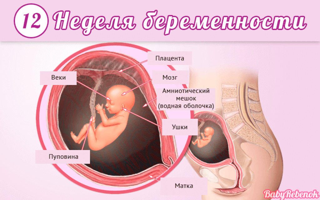 13 недель беременности болит низ живота. 11 Недель беременности фото ребенка в животе. 13 Недель беременности размер плода. Эмбрион на 11 неделе беременности фото. Какого размера плод на 11 неделе беременности.