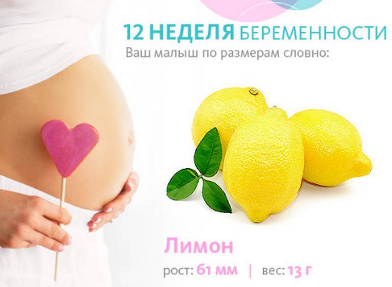 12 неделя беременности. календарь беременности   | материнство - беременность, роды, питание, воспитание