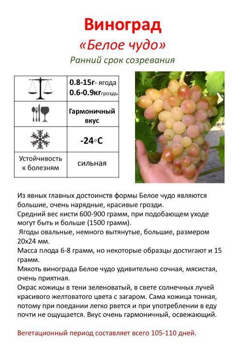 С какого возраста можно давать ребенку виноград, его польза и вред