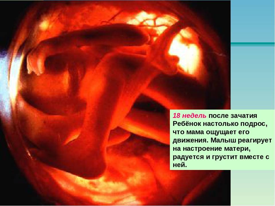 18 неделя беременности: размер плода, опасные симптомы, что происходит. фото + видео