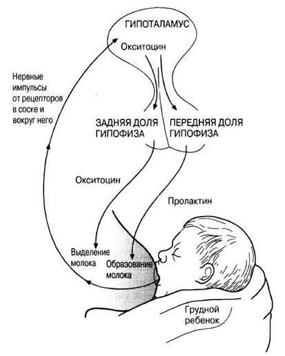 Массаж в период беременности и лактации: показания, виды, правила | портал 1nep.ru