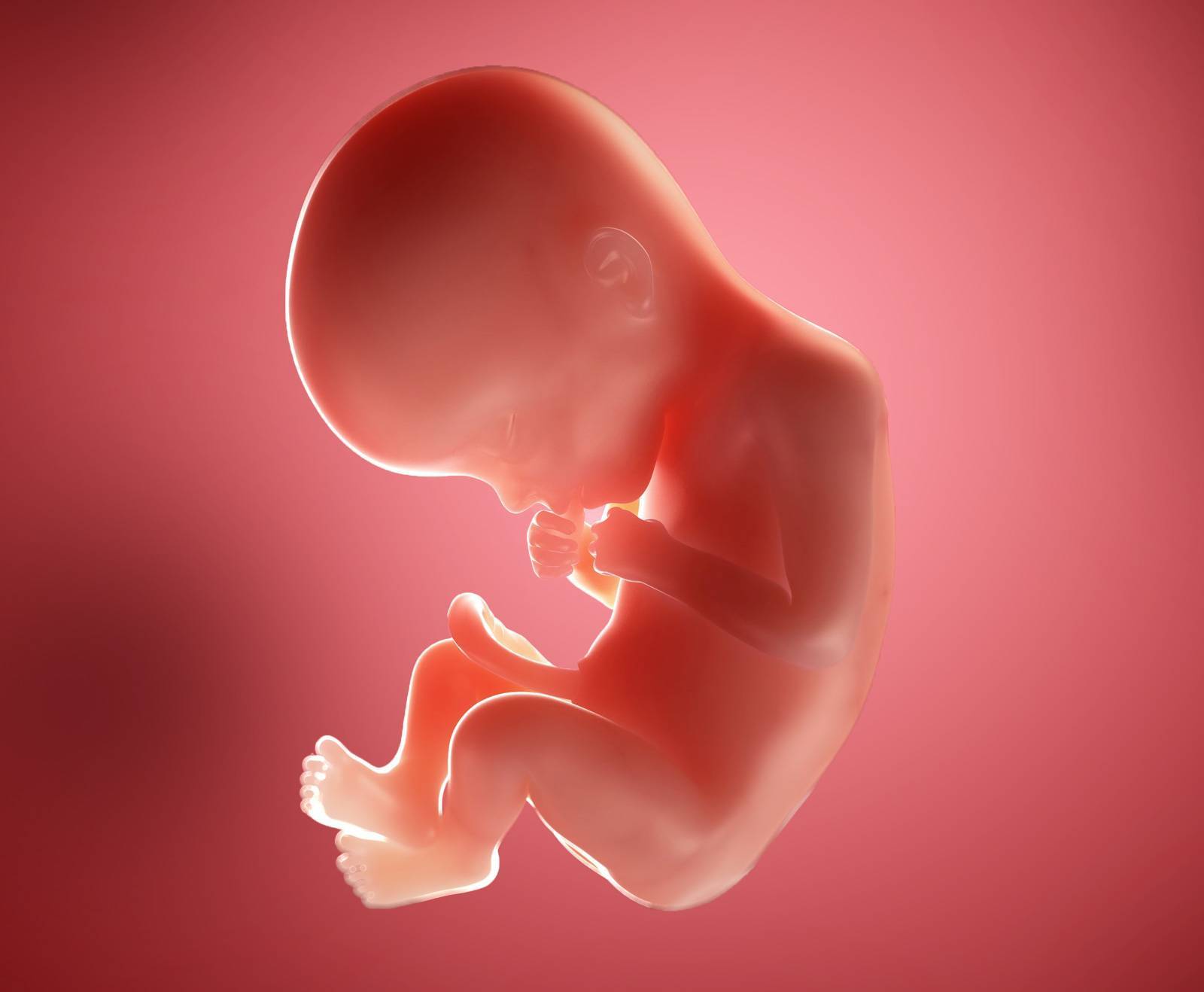 22 неделя беременности фото плода и ощущения — евромедклиник 24