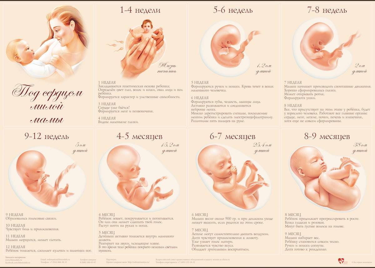 Во сколько недель начинает шевелиться ребенок? первая беременность: шевеление плода :: syl.ru