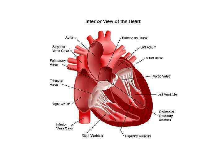 Что такое дополнительная или лишняя хорда в сердце - опасна ли аномальное явление?