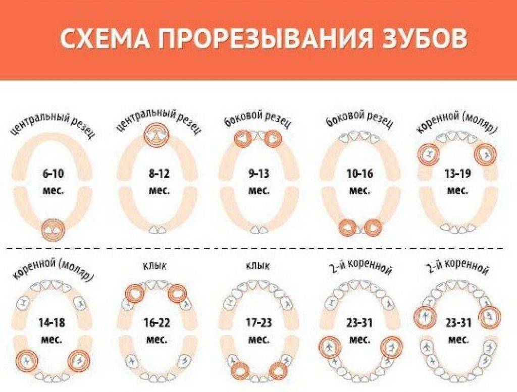 Сколько держится температура при прорезывании зубов и как ее сбить?