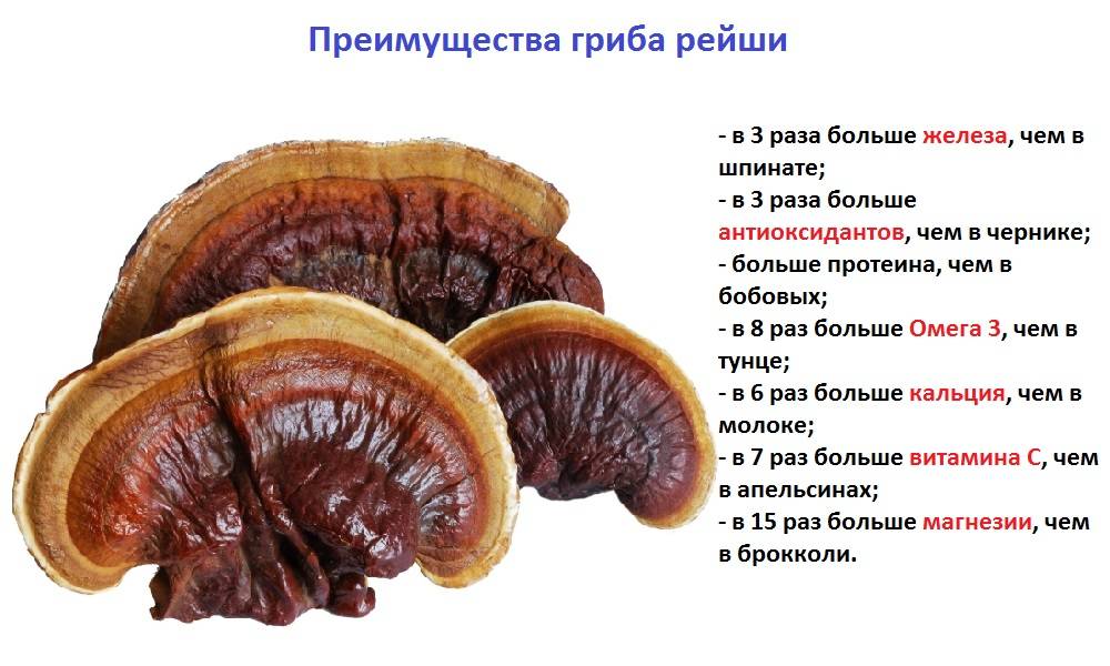 Линчжи, гриб рейши или трутовик лакированный (ganoderma lucidum): лечебные свойства, противопоказания и способы применения