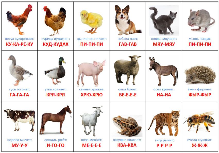 Скачать звуки животных для детей и слушать онлайн - zvukitop.com