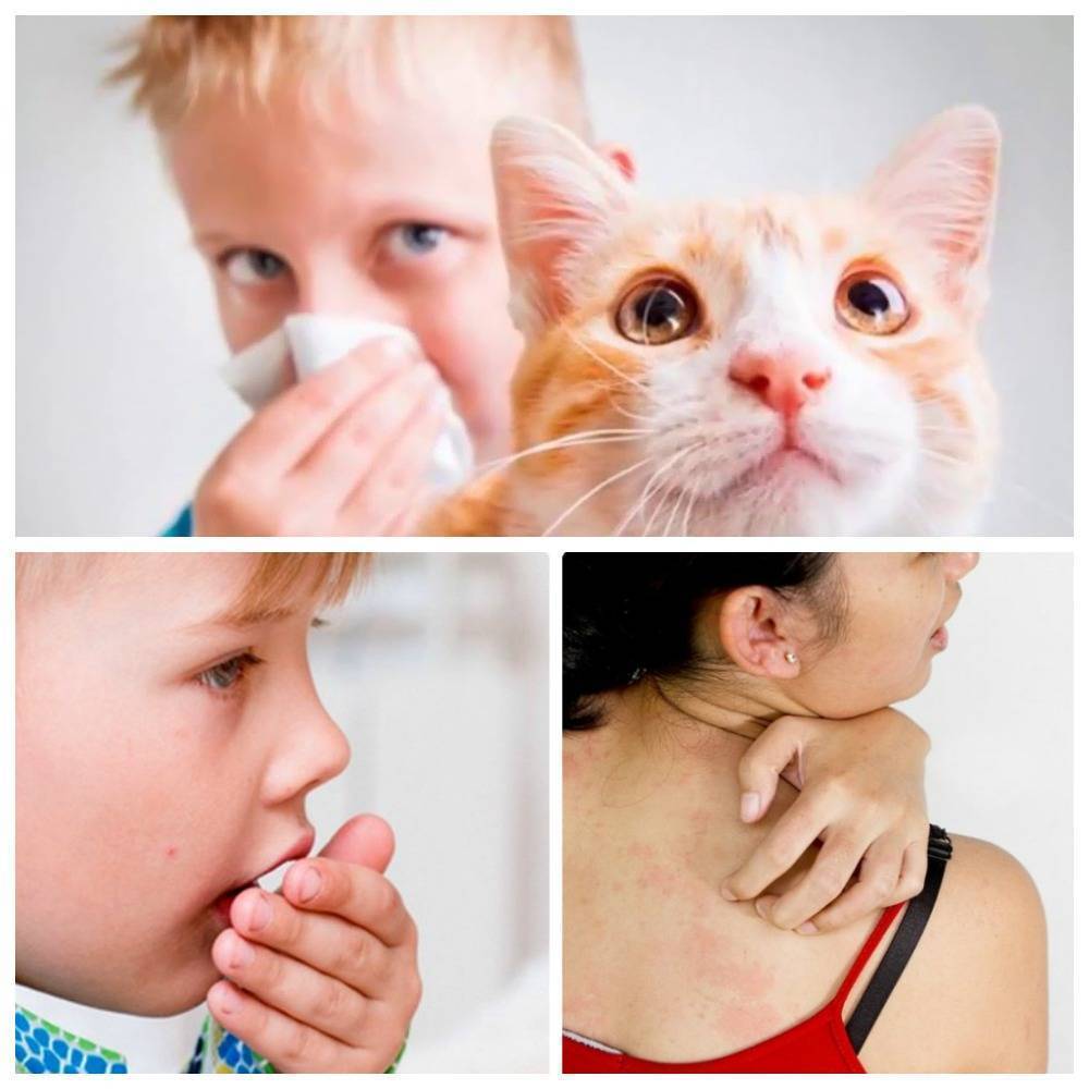 Аллергия на животных у детей и взрослых: симптомы, причины, лечение - статьи медцентра верамед