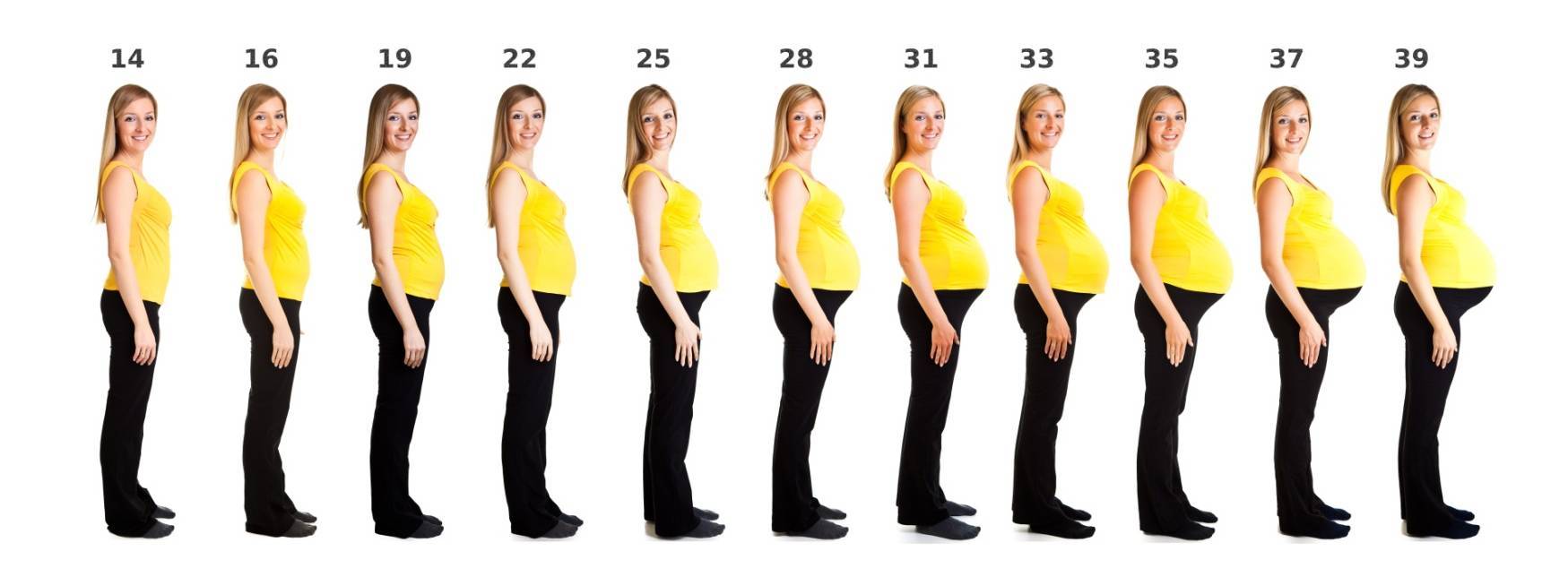 Правила роста живота во время беременности. размер матки при беременности по неделям
