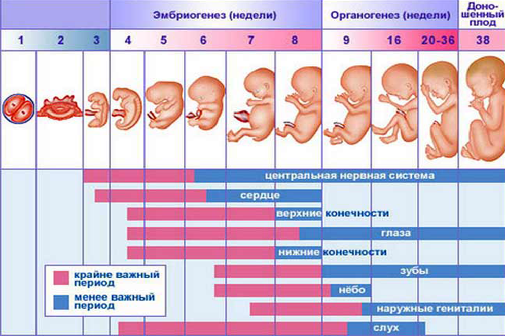 Что происходит на 3 неделе. Эмбрион по неделям беременности 1 триместр. Развитие плода по неделям в картинках. Стадии развития ребенка в утробе. Стадии развития плода по неделям.