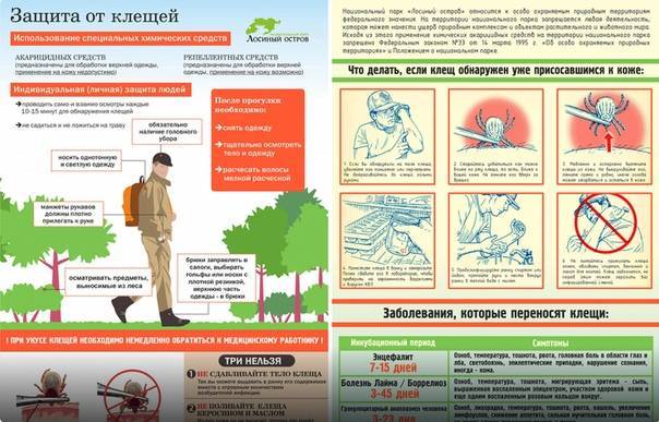 Клещи- способы защиты и меры безопасности.