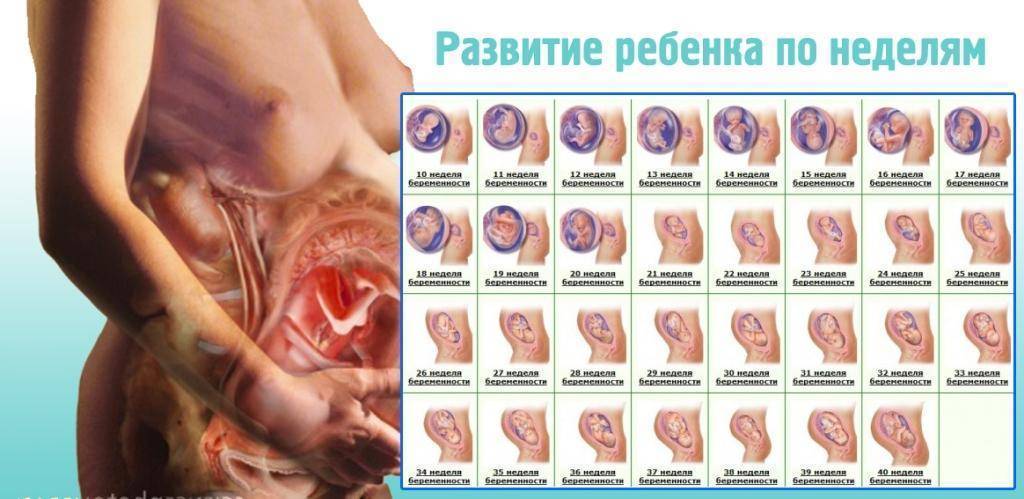 Когда начинает шевелиться ребенок при беременности / mama66.ru