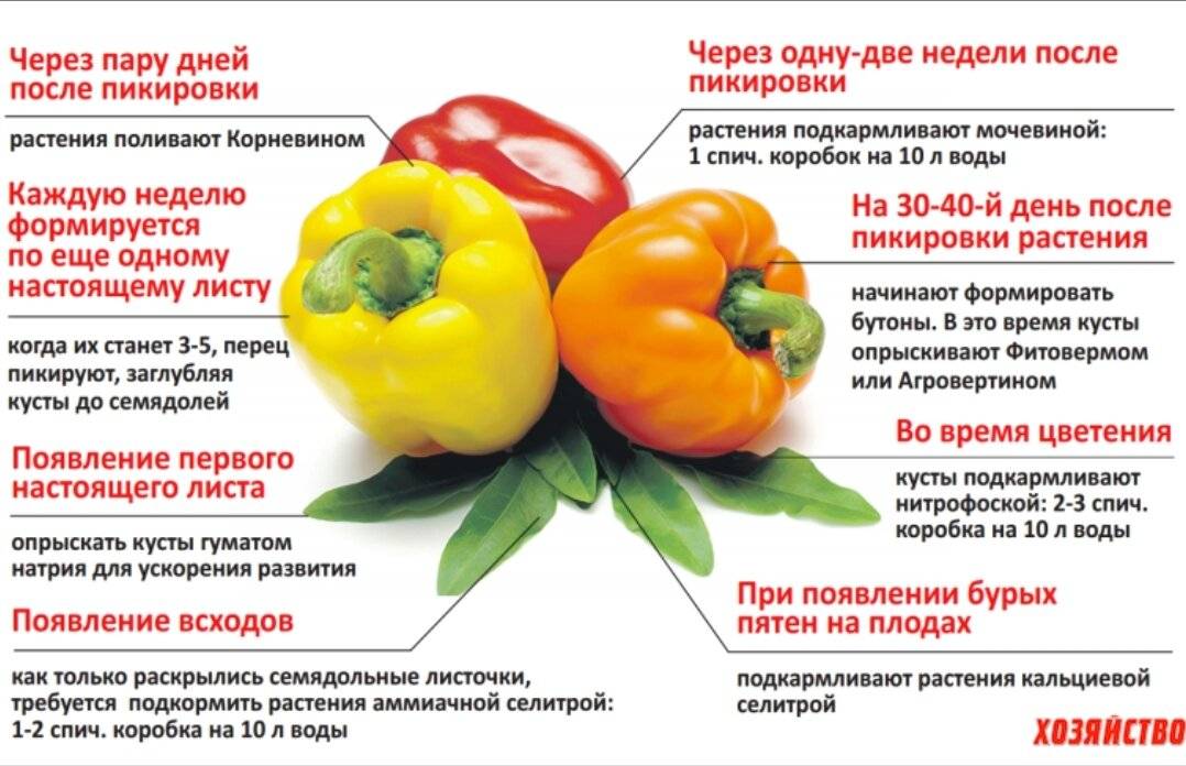Можно ли болгарский перец при грудном вскармливании?